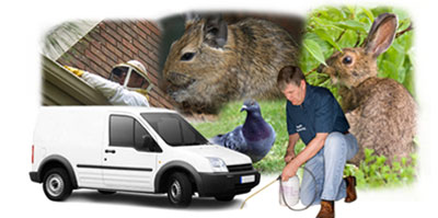 Sunderland local van